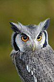 Southern White-faced Owl (Ptilopsis granti), native to southern Africa