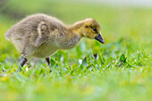 Greylag Goose (Anser anser) gosling, Lower Saxony, Germany