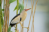 Little Bittern (Ixobrychus minutus) male, Lake Prespa, Greece