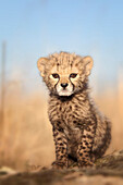 Cheetah (Acinonyx jubatus) cub, native to Africa