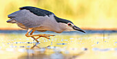 Black-crowned Night Heron (Nycticorax nycticorax) foraging, Hungary