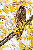 Long-eared Owl (Asio otus), Rhineland-Palatinate, Germany