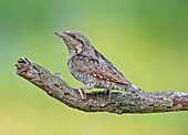 Eurasian Wryneck (Jynx torquilla), Aosta Valley, Italy