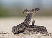 Western Diamondback Rattlesnake (Crotalus atrox) in defensive posture, Texas
