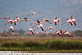 European Flamingo (Phoenicopterus roseus) group flying, Greece