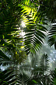 Sunlight shining through rainforest, Rincon de la Vieja National Park, Costa Rica