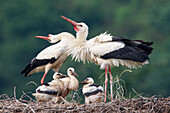 White Stork (Ciconia ciconia) parents displaying with chicks in nest, North Rhine-Westphalia, Germany