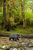 Black Bear (Ursus americanus) in temperate rainforest, Gribbell Island, Great Bear Rainforest, British Columbia, Canada