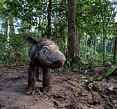 Sumatran Rhinoceros (Dicerorhinus sumatrensis) newborn calf in rainforest, native to Asia