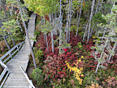 Boardwalk in boreal forest and bog in autumn, Kouchibouguac National Park, New Brunswick, Canada