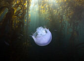 Moon Jelly (Aurelia aurita) in Giant Kelp (Macrocystis pyrifera) forest, Monterey Bay, California