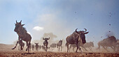 Blue Wildebeest (Connochaetes taurinus) herd running, Masai Mara, Kenya