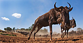 Blue Wildebeest (Connochaetes taurinus) herd running, Masai Mara, Kenya