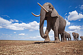 African Elephant (Loxodonta africana) herd in plain, Masai Mara, Kenya