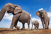 African Elephant (Loxodonta africana) females and calf in plain, Masai Mara, Kenya
