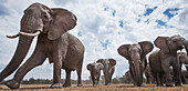 African Elephant (Loxodonta africana) herd, Masai Mara, Kenya