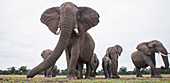 African Elephant (Loxodonta africana) herd, Masai Mara, Kenya