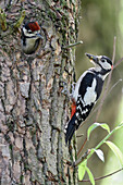 Great Spotted Woodpecker (Dendrocopos major) male bringing food to chick in nest cavity, North Rhine-Westphalia, Germany