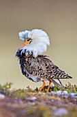 Ruff (Philomachus pugnax) male displaying at lek, Finnmark, Norway