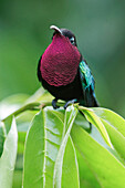 Purple-throated Carib (Eulampis jugularis), Martinique