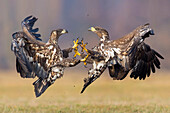 White-tailed Eagle (Haliaeetus albicilla) juveniles fighting, Lodz, Poland