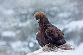 Golden Eagle (Aquila chrysaetos) on rabbit carcass in snowfall, Slovakia