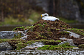 Whooper Swan (Cygnus cygnus) on nest, Lofoten, Norway