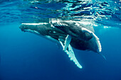 Humpback Whale (Megaptera novaeangliae) mother and calf surfacing, Vavau, Tonga