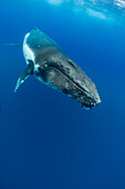 Humpback Whale (Megaptera novaeangliae), Vavau, Tonga