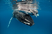 Humpback Whale (Megaptera novaeangliae) mother with young calf, Vavau, Tonga