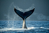 Humpback Whale (Megaptera novaeangliae) tail slapping, Vavau, Tonga
