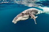 Humpback Whale (Megaptera novaeangliae) calf, Vavau, Tonga