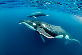 Humpback Whale (Megaptera novaeangliae) mother and calf, Vavau, Tonga