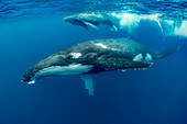 Humpback Whale (Megaptera novaeangliae) mother and calf, Vavau, Tonga