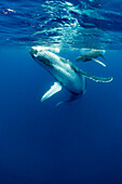 Humpback Whale (Megaptera novaeangliae) mother and calf, Vavau, Tonga