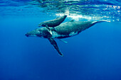 Humpback Whale (Megaptera novaeangliae) mother and calf, Vavau, Tonga