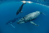 Humpback Whale (Megaptera novaeangliae) mother and calf, Vavau, Tonga
