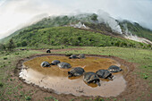 Volcan Alcedo Giant Tortoise (Chelonoidis nigra vandenburghi) group wallowing in seasonal pond, Alcedo Volcano, Isabela Island, Galapagos Islands, Ecuador