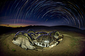 Volcan Alcedo Giant Tortoise (Chelonoidis nigra vandenburghi) group wallowing in mud at night, Alcedo Volcano, Isabela Island, Galapagos Islands, Ecuador