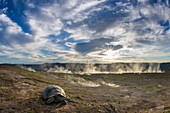 Volcan Alcedo Giant Tortoise (Chelonoidis nigra vandenburghi) in volcanic landscape, Alcedo Volcano, Isabela Island, Galapagos Islands, Ecuador