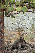 Saddleback Galapagos Tortoise (Chelonoidis nigra hoodensis) and Opuntia (Opuntia sp) cactus, Espanola Island, Galapagos Islands, Ecuador