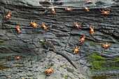 Marine Iguana (Amblyrhynchus cristatus) and Sally Lightfoot Crabs (Grapsus grapsus), Punta Vicente Roca, Isabela Island, Galapagos Islands, Ecuador