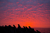 Marine Iguana (Amblyrhynchus cristatus) group at sunset, Cape Douglas, Fernandina Island, Galapagos Islands, Ecuador