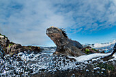 Marine Iguana (Amblyrhynchus cristatus) in intertidal zone, Academy Bay, Santa Cruz Island, Galapagos Islands, Ecuador