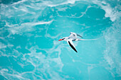 Red-billed Tropicbird (Phaethon aethereus) flying, Punta Suarez, Espanola Island, Galapagos Islands, Ecuador