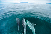 Bottlenose Dolphin (Tursiops truncatus) trio swimming near surface, Urvina Bay, Isabela Island, Galapagos Islands, Ecuador