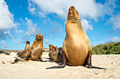 Galapagos Sea Lion (Zalophus wollebaeki) group on beach, Santa Fe Island, Galapagos Islands, Ecuador