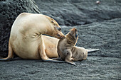 Galapagos Sea Lion (Zalophus wollebaeki) mother nuzzling pup, Cape Douglas, Fernandina Island, Galapagos Islands, Ecuador