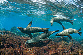 Galapagos Sea Lion (Zalophus wollebaeki) group in water, Champion Islet, Floreana Island, Galapagos Islands, Ecuador