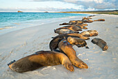 Galapagos Sea Lion (Zalophus wollebaeki) group on beach, Gardner Bay, Espanola Island, Galapagos Islands, Ecuador